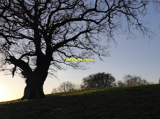 Photo 6"x4" Old oak pollard at Albury Warren, seen against the evening sky Albury\/TQ0547 c2017
