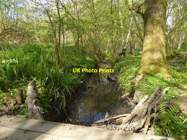 Photo 6"x4" Looking north along stream from one plank bridge to another Walliswood c2017