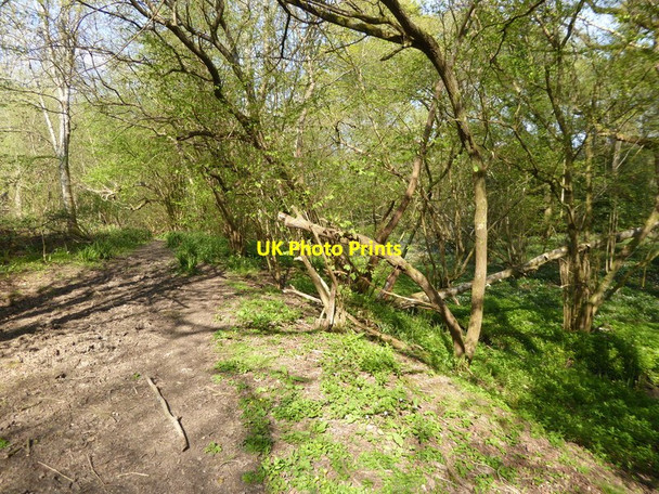 Photo 6"x4" Bridleway goes north beside stream towards Horsham Lane  Walliswood c2017