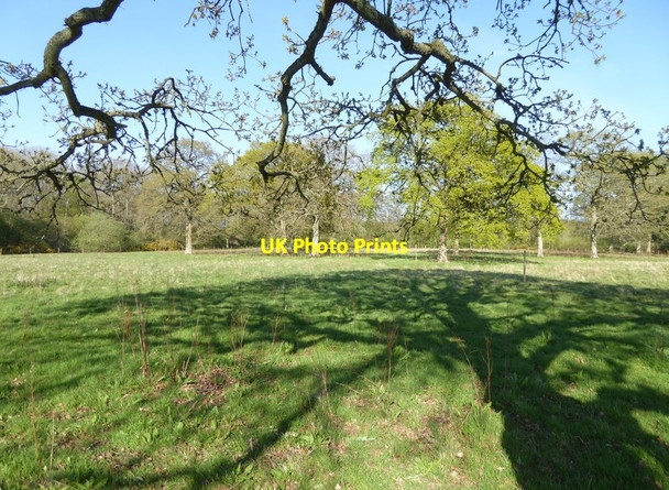 Photo 6"x4" Looking from tree to tree Mayes Green c2017