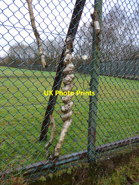 Photo 6"x4" Remains of a tree entwined in a chainlink fence Freeland\/NS4669 c2015