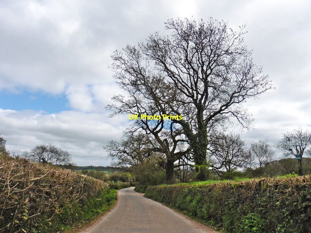 Photo 6"x4" Minor road to Three Ash Cross Stockland\/ST2404 c2017