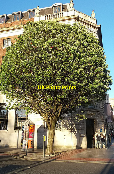 Photo 6"x4" Tree on the corner of Cookridge Street Leeds\/SE3034 c2017