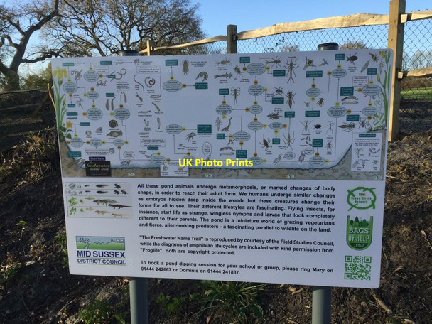 Photo 6"x4" Restored Pond Information Board Burgess Hill c2017