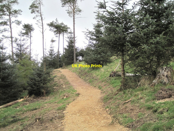 Photo 6"x4" New path in Cademuir Forest (3) Peebles\/NT2540 c2017