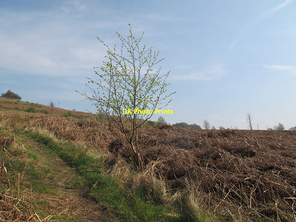 Photo 6"x4" Young hazel tree Baildon c2017