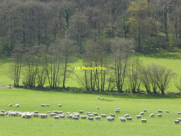 Photo 6"x4" Sheep in a field below Nurdens Wood Woolhope\/SO6135 c2017