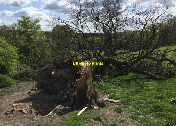 Photo 6"x4" Fallen Tree Highbrook\/TQ3630 c2017