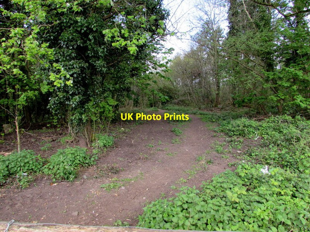Photo 6"x4" Track into Millrough Wood, Lydney Allaston c2017