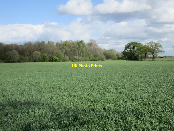 Photo 6"x4" A small area of woodland close to Barmby Ferry Road Barmby on the Marsh c2017