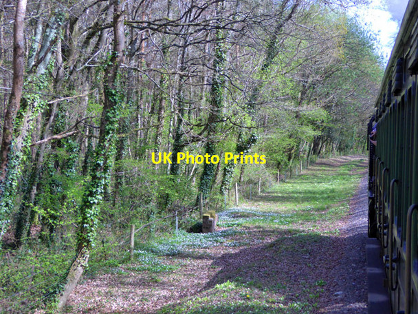 Photo 6"x4" Railway through Rowlands Wood Ashey c2017