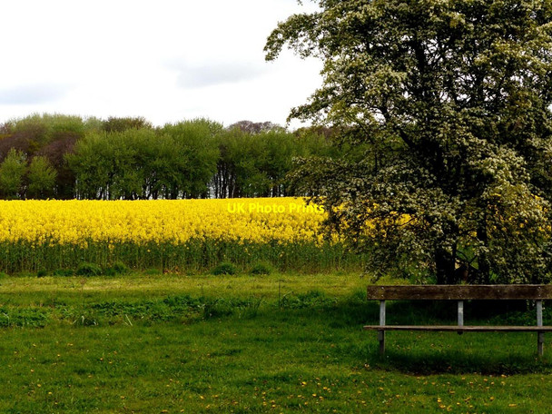 Photo 6"x4" Field of rapeseed Little Crosby c2017