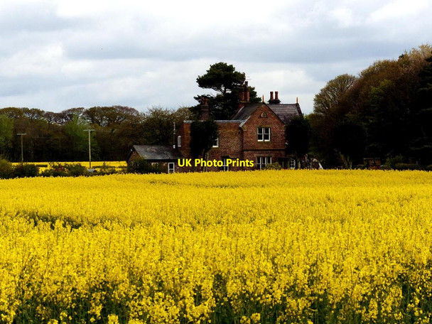 Photo 6"x4" Sunnyfield cottage and field of rapeseed Little Crosby c2017