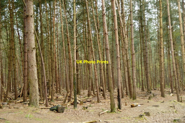 Photo 6"x4" Delamere Forest Hatchmere c2017