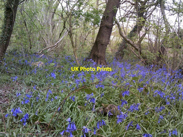 Photo 6"x4" April 2017 Bluebells Sedgley c2017