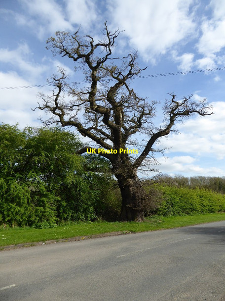 Photo 6"x4" Oak tree on Green Lane Redditch c2017