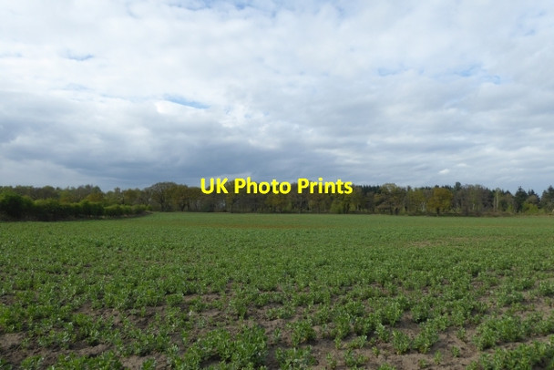 Photo 6"x4" Beans growing near Gipsey Corner Hall Garth\/SE6751 c2017