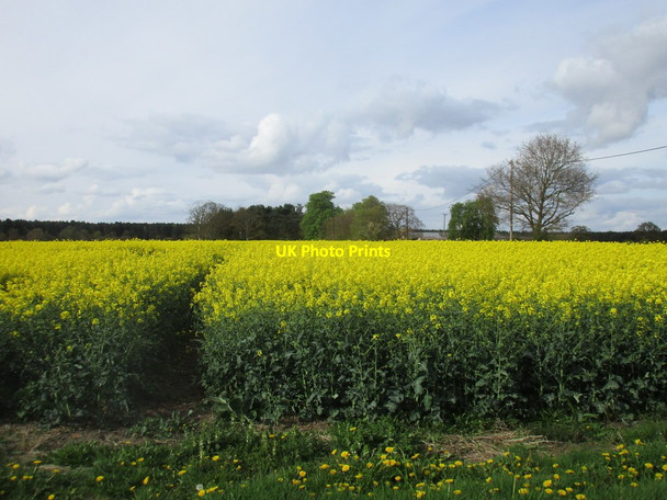 Photo 6"x4" Oilseed rape at Flawford Barnby in the Willows c2017