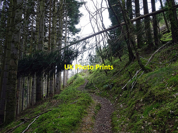 Photo 6"x4" Path through Coed Rheidol Devil's Bridge\/Pontarfynach c2017
