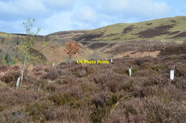 Photo 6"x4" Plantation by the Dryhope Burn Dryhope c2017