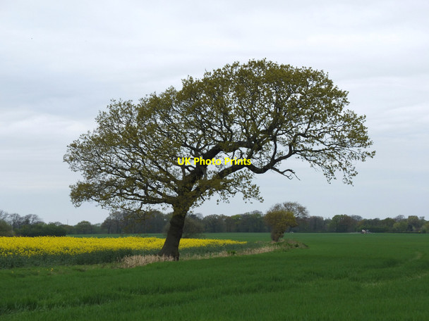 Photo 6"x4" Fields west of Castle Lane, Westhead Ormskirk c2017