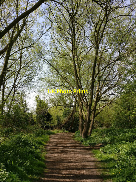 Photo 6"x4" Tree lined path on the Aylestone Meadows Aylestone c2017