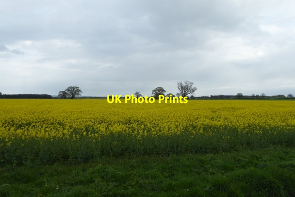 Photo 6"x4" Rape off Dauby Lane Elvington\/SE7047 c2017
