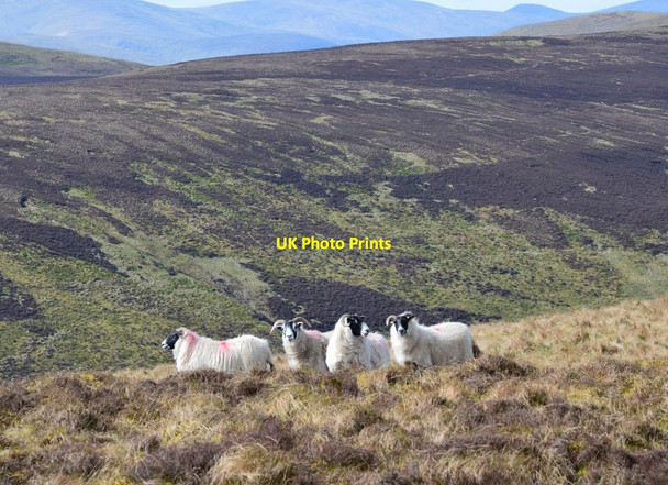 Photo 6"x4" Blackface sheep, Dryhope Rig Dryhope c2017
