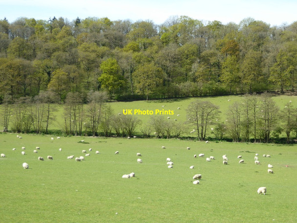 Photo 6"x4" Sheep in a field below Nurdens Wood Woolhope\/SO6135 c2017