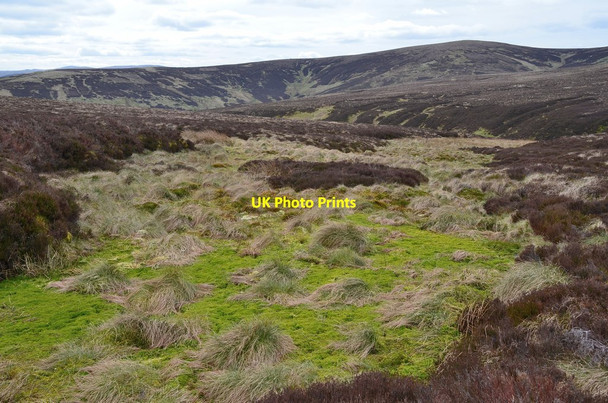 Photo 6"x4" Patch of bog above Gorbon's Cleuch Layer Knowe c2017