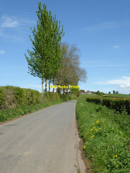 Photo 6"x4" Roadside poplar trees Maund Bryan c2017