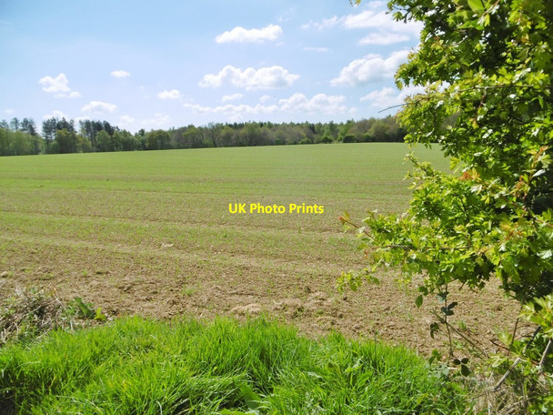 Photo 6"x4" Slepe, cereal field Organford c2017