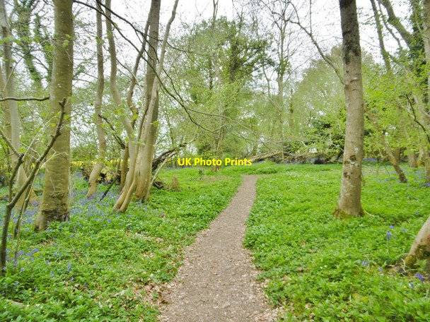 Photo 6"x4" Pribdean Wood, path Deanland c2017