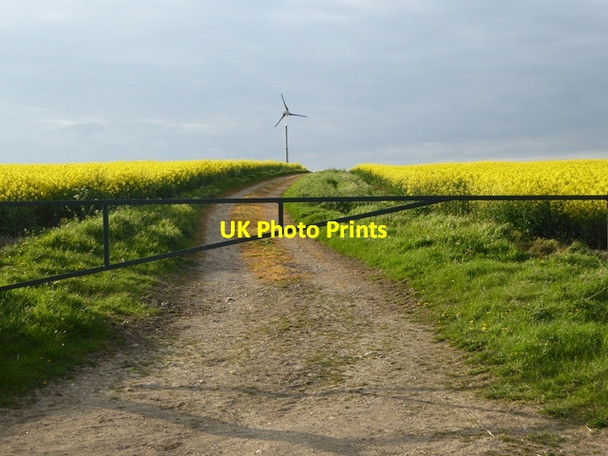Photo 6"x4" Field of rape and wind turbine Pickworth\/TF0433 c2017