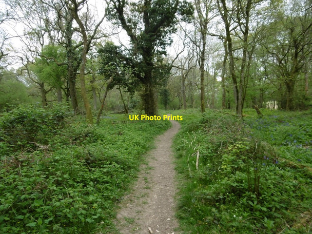 Photo 6"x4" Garston Wood, path Deanland c2017