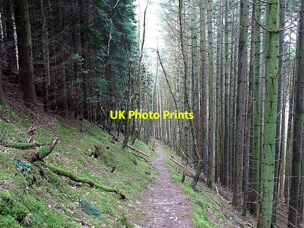 Photo 6"x4" Path through Coed Rheidol Devil's Bridge\/Pontarfynach c2017