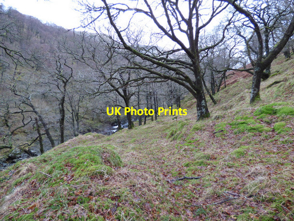 Photo 6"x4" Woodland in Glen Douglas Inverbeg c2015