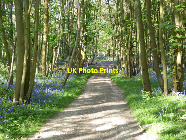 Photo 6"x4" Winslade Lane through woodland Ellisfield c2017