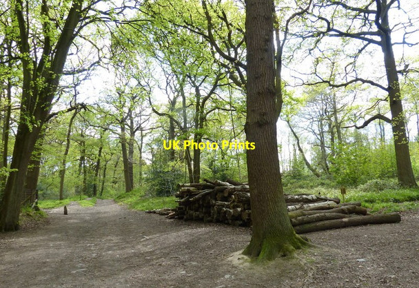 Photo 6"x4" National Forest Way in Swithland Wood The Brand c2017