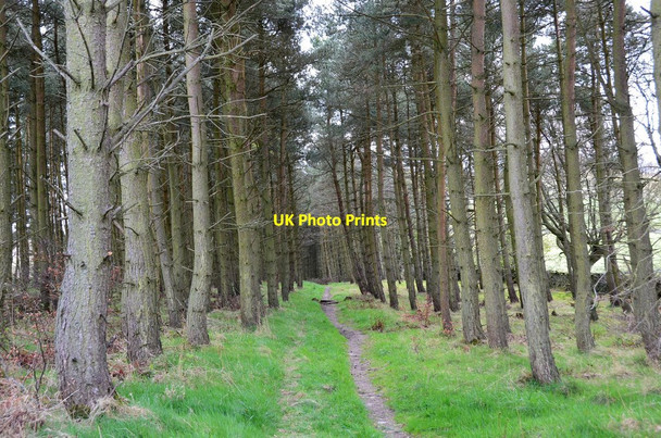 Photo 6"x4" Woodland path Denholm\/NT5618 c2017