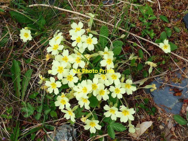 Photo 6"x4" Primroses in the Loch Ard Forest Altskeith c2017