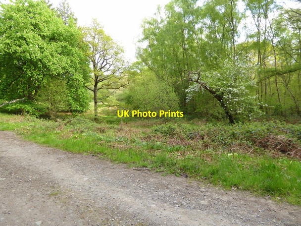 Photo 6"x4" Looking into woodland by Standinghall Lane Worth Abbey c2017