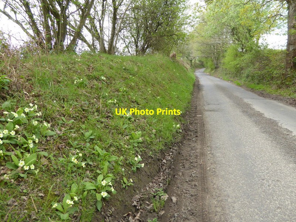 Photo 6"x4" Stoney Lane goes west past primroses Balcombe Lane c2017