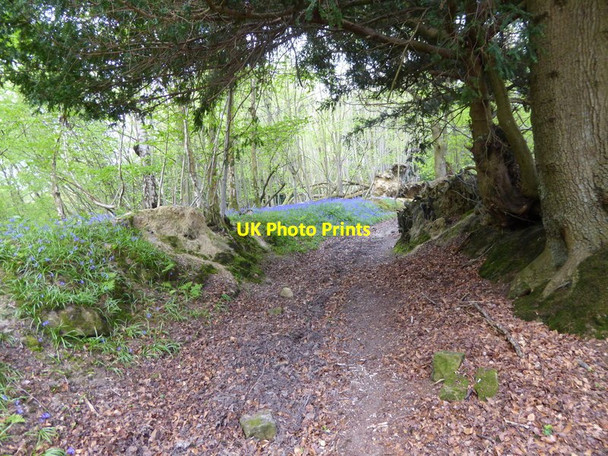 Photo 6"x4" Footpath going uphill in Little Sheepwash Wood West Hoathly c2017