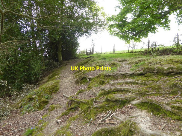 Photo 6"x4" Footpath heads towards stile west of Old House Turners Hill c2017