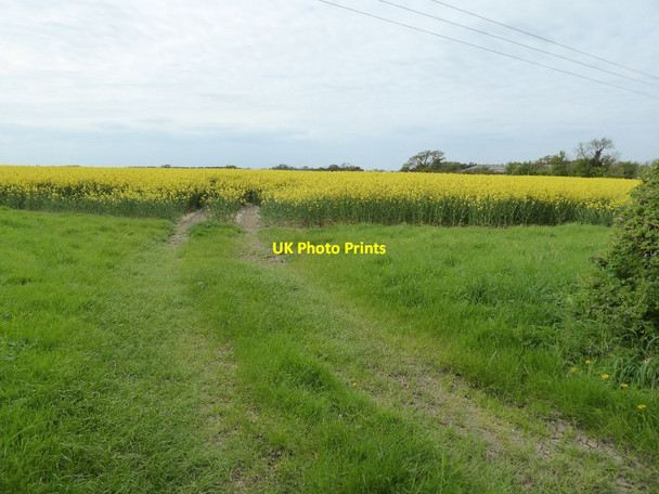 Photo 6"x4" Oilseed rape field Avening Green c2017