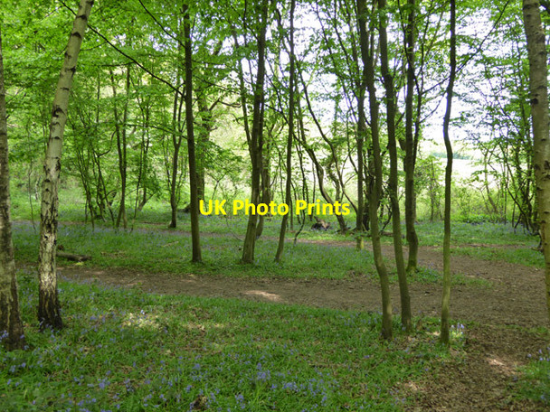Photo 6"x4" In Martinhole Wood, One Tree Hill Dry Street c2017