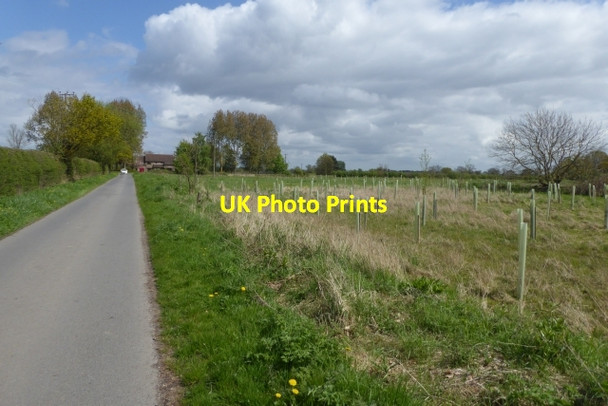 Photo 6"x4" Plantation beside Redcap Lane East Cottingwith c2017