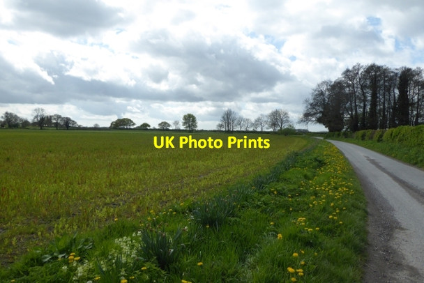 Photo 6"x4" Crops beside Redcar Lane East Cottingwith c2017