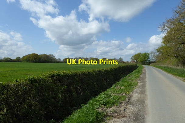 Photo 6"x4" Hedgerow along the road Laytham c2017